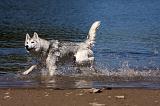 SIBERIAN HUSKY 547